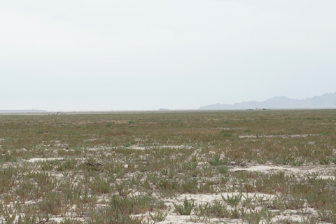 N. HOLT, LUCIN: TUNNELS RELAYED GREAT BASIN DESERT